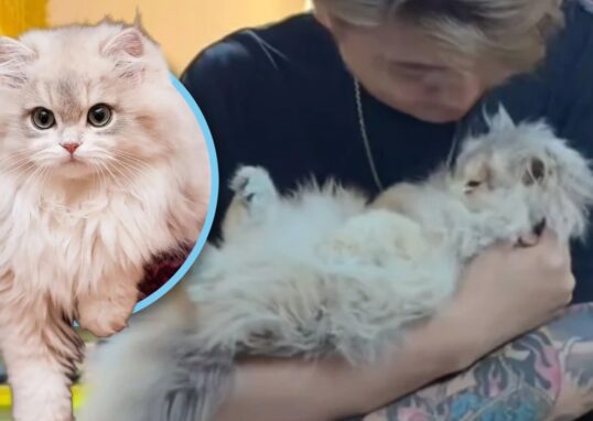 Kematian kucing selebriti China memicu program sterilisasi kucing liar.