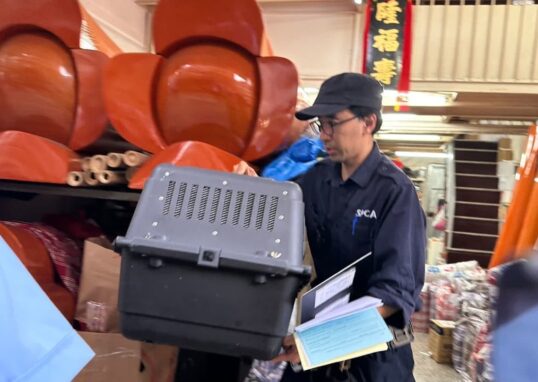 Kasus penyiksaan kucing di Hong Kong yang diselidiki polisi