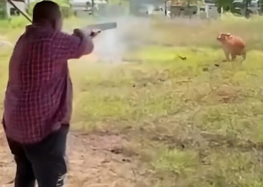 pemimpin Malaysia tembak sapi saat Idul Adha